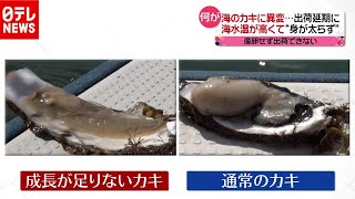 “海のカキ”に異変…出荷延期に　ナゼ？（2020年9月28日放送「news every.」より）