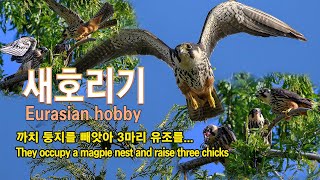 새호리기(새홀리기)_ 3마리 새끼를 육추(Eurasian hobby, Chick rearing)#새호리기#새홀리기#육추