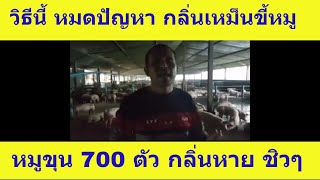 วิธีกำจัดกลิ่นเหม็นฟาร์มหมู และ วิธีกำจัดกลิ่นขี้หมู หมูขุน 700 ตัว ของพี่สมศักดิ์ ตรัง (ใช้ประจำ)