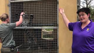 Keeper Connections - Jaguar Training