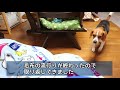 ビーグルいたずら３連発　毛布を守る！　beagle