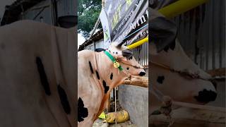 কোরবানি  ষাঁড় গরু #shorts #গরু #cow #qurbanicollection #agro #goru #youtubeshorts #viralvideo