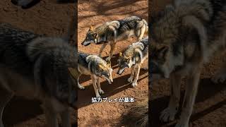 ９割が知らないオオカミの雑学 #shorts