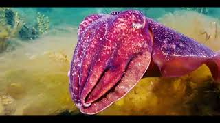 When cuttlefish put on a show this happens