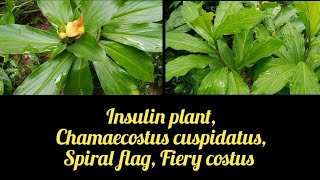 About insulin plant, Chamaecostus cuspidatus, spiral flag or fiery costus