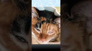 Kitten sleeping with white eyes...★ 白目で爆睡する子猫… #shorts #short #子猫