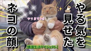 【1/7】やる気の表情（？）を見せた農家ネコ🐈【農園生活ダイジェスト】