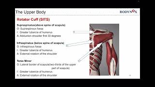 [BODYNOX Basic Anatomy 6]