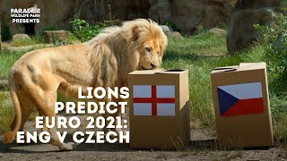 Lion Predicts Euro 2021: England vs. Czech Republic!