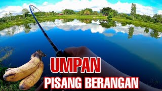 Umpan Pisang?. || Ultralight Fishing || #V36