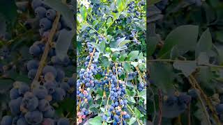 Beautiful Harvest On Blueberry Farm #satisfying #short