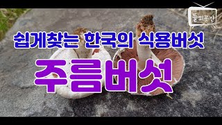 쉽게찾는 한국의 식용버섯 주름버섯 \u0026양송이버섯