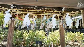 【白山神社の風鈴手水舎】(新潟県)残暑の白山神社を訪れた際、涼しげな風鈴の音色が出迎えてくれる、珍しい手水舎を撮影してまいりました。