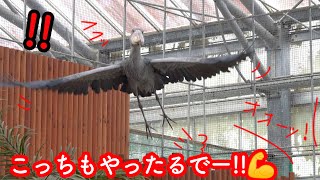 【朝からすごい】いきなりの大飛翔に一同驚愕!【春のふたば2】spring futaba 2  Futaba,the Shoebill　掛川花鳥園のハシビロコウふたば  2023年3月