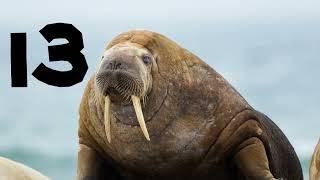 Walrus Counting 1 to 30