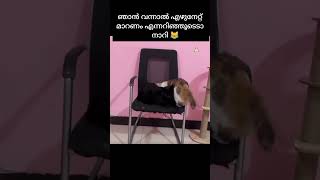 എന്റെ സീറ്റിൽ കയറി ഇരിക്കുന്നോടാ നാറി 😹#funny #catvideos #catlover #shortfeed #@Fahad_dilsha