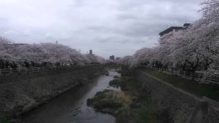 香流川へ花見にお出かけしましたよ【2016年4月】