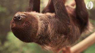 Oregon Zoo's sloth encounter lets you experience a sloth up close