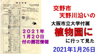 身近に自然を感じられる交野市の大阪市立大学付属植物園　2021/01/26