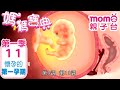 媽媽寶典 S1【懷孕的第一孕期】第1季 第11集｜嬰幼兒發展、活動、飲食、醫療篇｜新手爸媽｜孩子教養｜醫師、營養師分享｜兒童電視節目【momo_親子台｜官方HD電視頻道 完整版】momokids