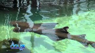 Aqua Kids Florida Oceanographic Coastal Center Part 3