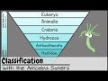 Classification