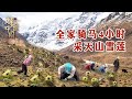 The Mongolian family rode for 4 hours to find the real snow lotus in Tianshan!