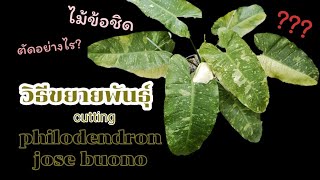 ขยายพันธุ์ philodendron jose buono  วิธีตัดไม้ข้อชิด