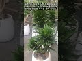 air purifying plant tips for growing dracaena