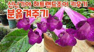 #신닌기아 {하트랜드조이} 분옮겨주기 #키우기 의정부들꽃사랑