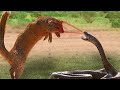 Mongoose vs King Cobra | Look What Happens When Mongoose  Mercilessly Destroys King Cobra?
