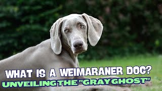 What is a Weimaraner Dog? Unveiling the \