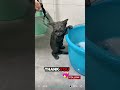 the expression on a cat s face while being bathed. funny fyp viralvideo animals cat