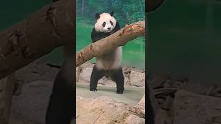 圓寶好像躲在角落偷偷吃掉點心的小熊 #animallover #giantpanda #yuanbao