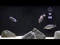 African cichlid fish care | Breeding | Tank mates | Tank size | Life span.