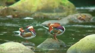 オシドリ（4）越冬（上流の群れ） - Mandarin duck - Wild Bird - 野鳥 動画図鑑