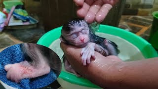 Bathe and clean all the dirt that sticks to the body of the poor and cute newborn monkey