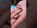 baby snake vs earthworm shorts respect funny