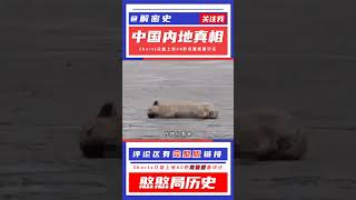 物業組織打狗隊解決流浪狗，業主卻覺得太過殘忍，狗狗可愛不該打