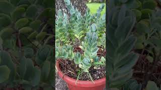 Kalanchoe marnieriana #shortvideo #cactuslovers #plants