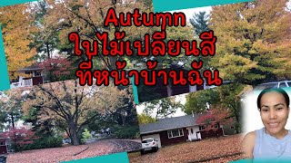 Autumn#ฤดูใบไม้ร่วงที่อเมริกา#ต้นไม้หน้าบ้านใบเปลี่ยนสี#ใบไม้กำลังร่วง Falling down | ชีวิตในอเมริกา