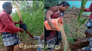 தென்னங் கன்று🌴🌴🌴 நடவு... My village life style..