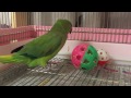 また、卵を産みそうなワカケホンセイインコのゴンちゃん！