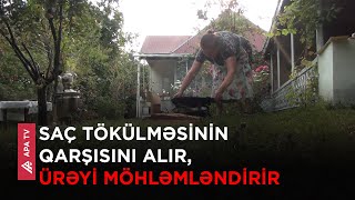 Qəbələdə payız aylarında hər evdə heç olmasa bir dəfə bu çərəz hazırlanır – APA TV