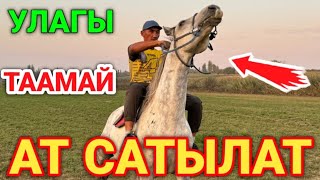 Улагы таамай ат сатылат тел:0755001986