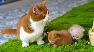 Kittens running around mother cat - Kittens playing in the sun - Cat meowing