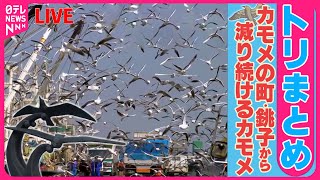 【トリまとめ】日本一の飛来地…千葉・銚子市で「カモメ」減少「動かない鳥」のはずが……“水ガブ飲み”… / カルガモ親子“引っ越し大作戦” 　など（日テレニュース LIVE）