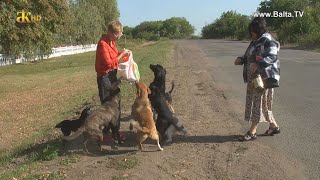 Десятки безпритульних тварин бродять вулицями Балти