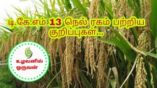 டி.கே.எம்.13 (TKM 13) நெல் ரகம் பற்றிய குறிப்புகள்...