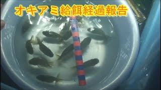 金魚の王様らんちゅう室内飼育試験（７）